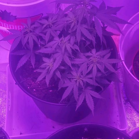 NLA 2 growlog timeline photo