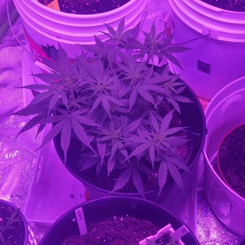 NLA 2 growlog timeline photo