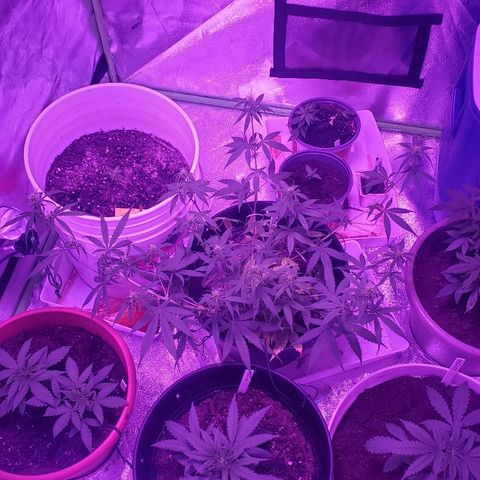 NLA 2 growlog timeline photo