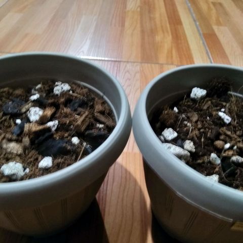 Chalu-day growlog photo: Germinación sin novedad 