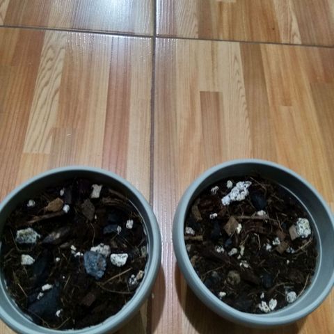 Chalu-day growlog photo: Germinación sin novedad 