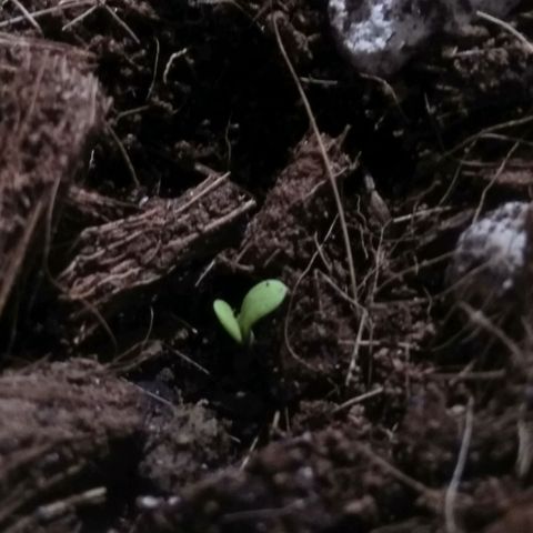 Chalu-day growlog photo: Aparecieron los Cotiledones 