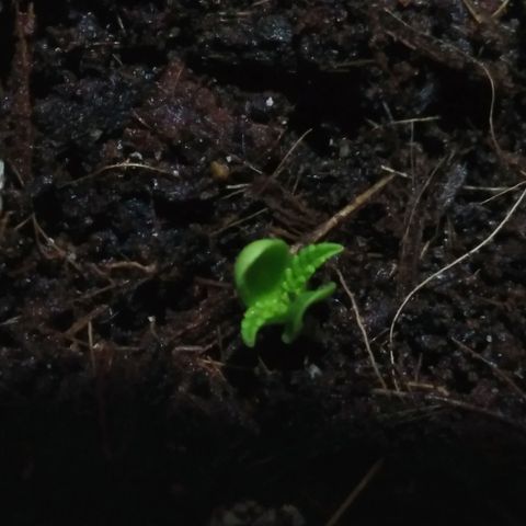Chalu-day growlog photo: Plántula (Están apareciendo las hojas verdaderas)