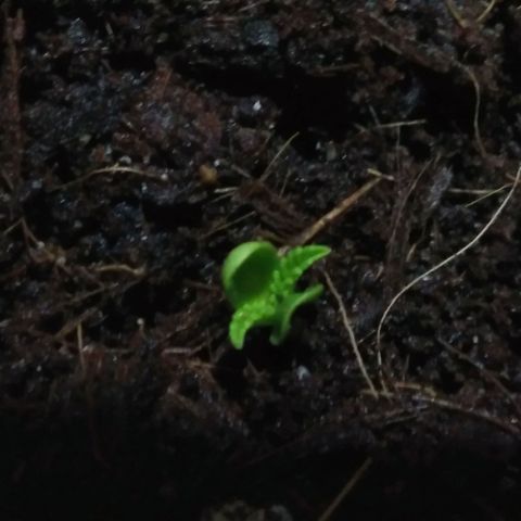 Chalu-day growlog timeline photo