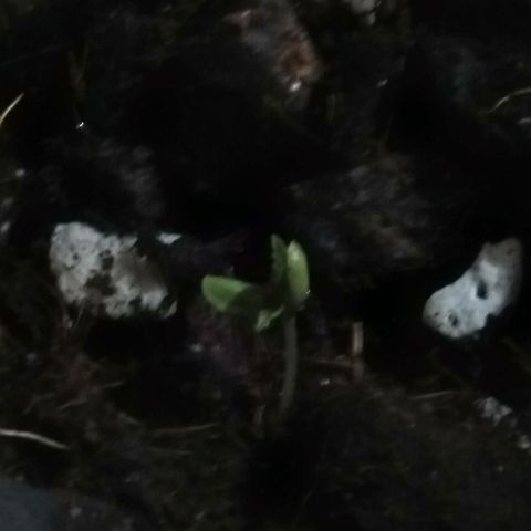 Chalu-day growlog photo: Plántula sin novedad 