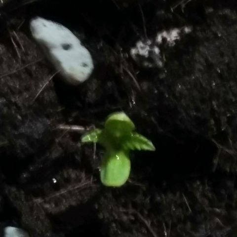 Chalu-day growlog photo: Plántula sin novedad 