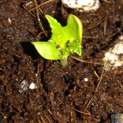 Chalu-day growlog photo: Plántula sin novedad 