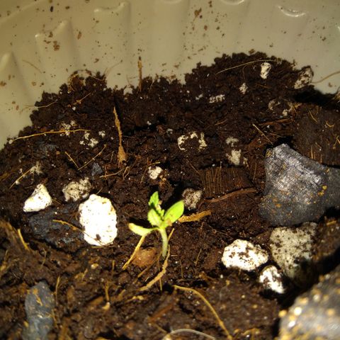 Chalu-day growlog photo: Plántula sin novedad 