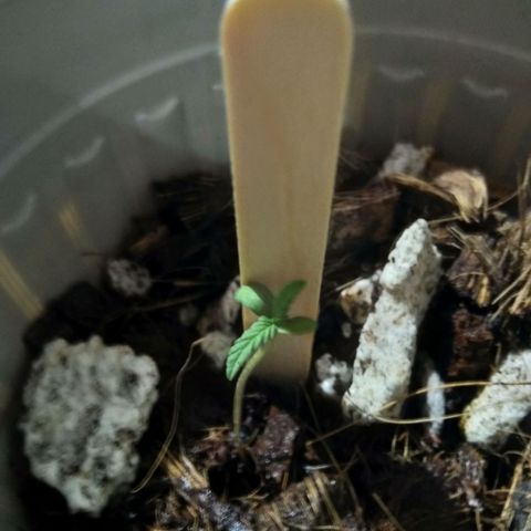 Chalu-day growlog photo: Plantula sin novedad 
Se le colocó una guía de madera para enderezar a la planta.