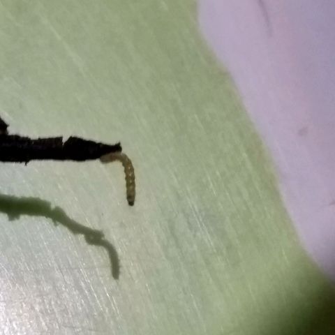 Chalu-day growlog photo: Encontré el causante 

Es la estado inmaduro de un artropodo 