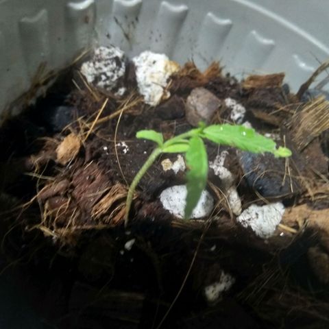 Chalu-day growlog photo: Aparecieron 2 hojas adicionales 