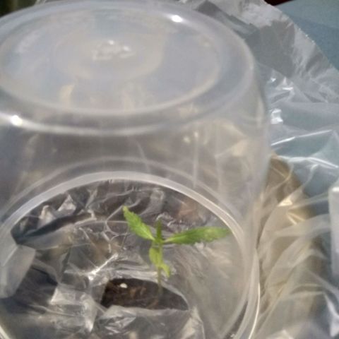 Chalu-day growlog photo: Plantula sin novedad
El segundo par de hojas verdaderas aumento de tamaño 