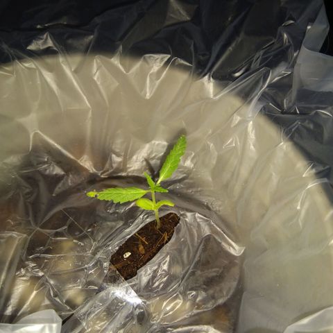 Chalu-day growlog photo: Plantula sin novedad
El segundo par de hojas verdaderas aumento de tamaño 