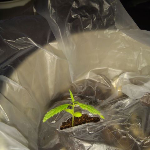 Chalu-day growlog photo: El segundo par de hojas verdaderas siguen creciendo sin novedad 