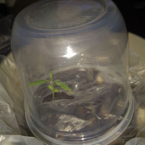 Chalu-day growlog photo: El segundo par de hojas verdaderas siguen creciendo sin novedad 