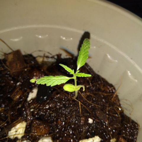 Chalu-day growlog photo: Uno de los Cotiledones se está secando, el resto de las hojas no tienen novedad 