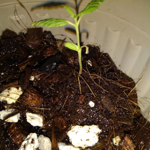 Chalu-day growlog photo: Uno de los Cotiledones se está secando, el resto de las hojas no tienen novedad 