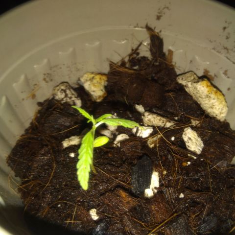 Chalu-day growlog photo: Uno de los Cotiledones se cayó, el resto de hojas se encuentra sin novedad 