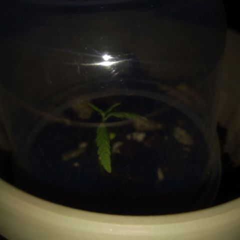 Chalu-day growlog photo: Uno de los Cotiledones se cayó, el resto de hojas se encuentra sin novedad 