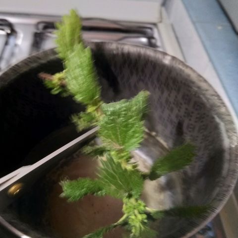 Chalu-day growlog photo: Se elaboró y colocó 2 soluciones 
1. Purin de ortiga (repelente)
2. Preparando de lentejas (estimulador de raíces)