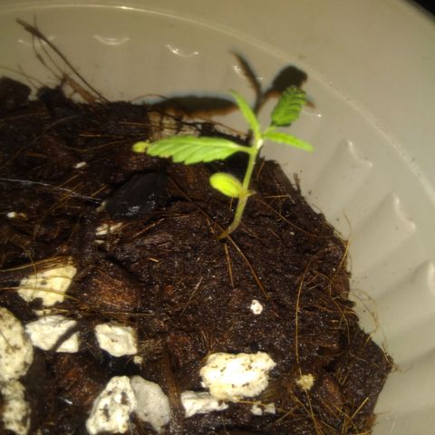 Chalu-day growlog photo: Sin novedad 