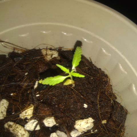 Chalu-day growlog photo: Sin novedad 