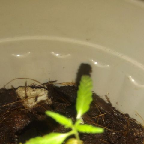 Chalu-day growlog photo: Sin novedad 