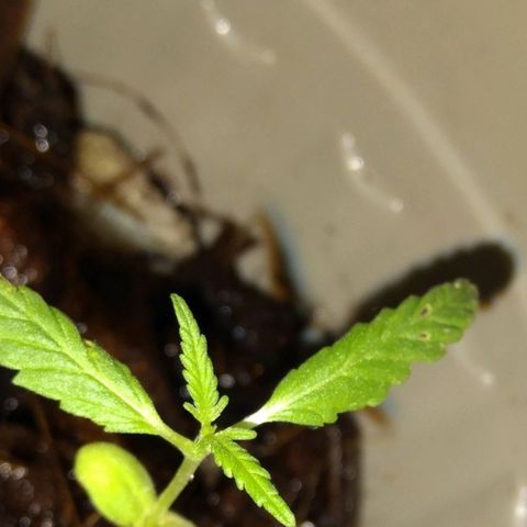 Chalu-day growlog photo: Sin novedad 