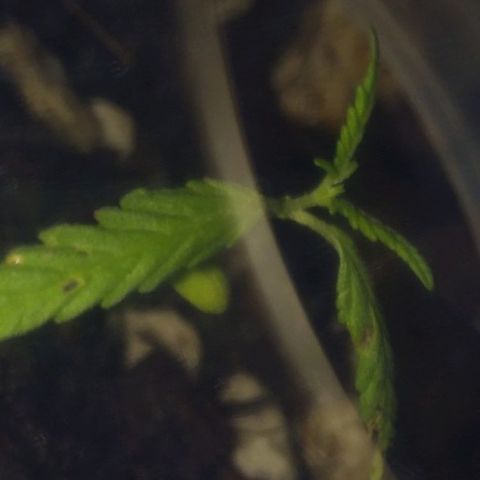 Chalu-day growlog photo: Sin novedad 