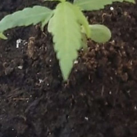 Chalu-day growlog photo: Sin novedad 