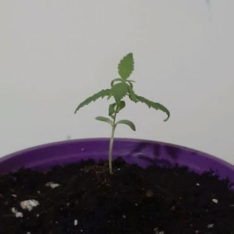 Chalu-day growlog photo: Sin novedad 