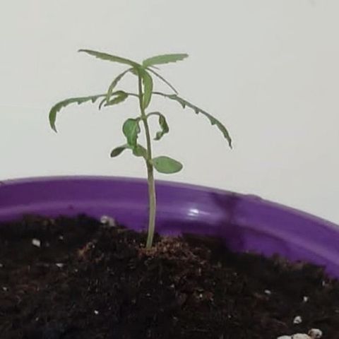 Chalu-day growlog photo: Sin novedad 