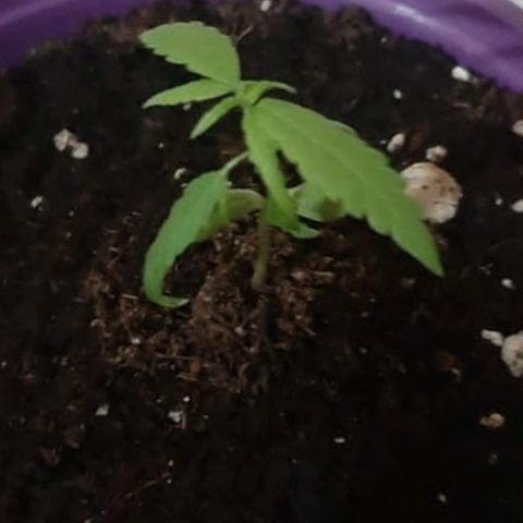 Chalu-day growlog photo: Sin novedad 