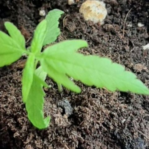 Chalu-day growlog photo: Sin novedad 