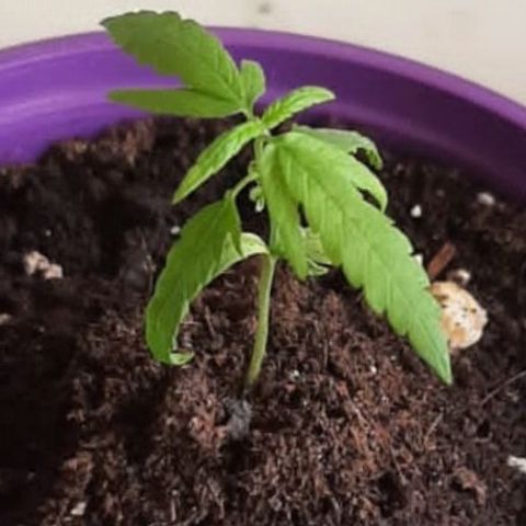 Chalu-day growlog photo: Sin novedad 