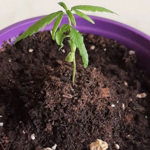 Chalu-day growlog photo: Sin novedad 