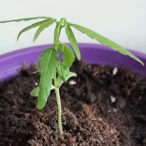 Chalu-day growlog photo: Sin novedad 