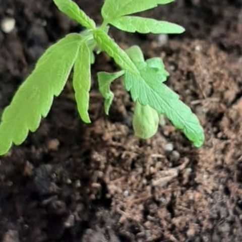 Chalu-day growlog photo: Sin novedad 