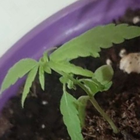 Chalu-day growlog photo: Sin novedad 