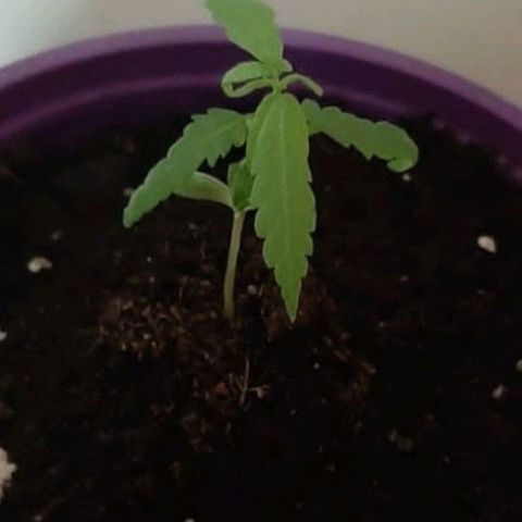 Chalu-day growlog photo: Sin novedad 