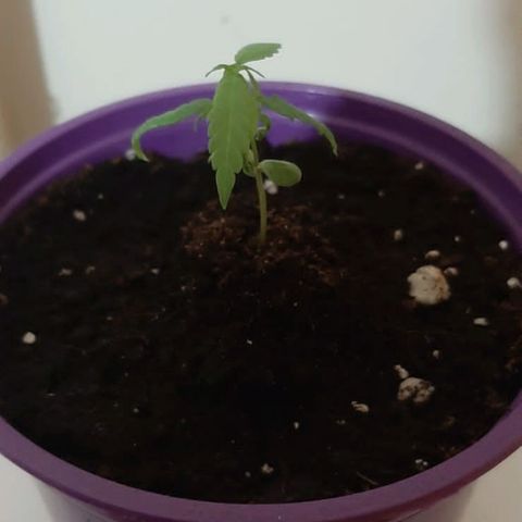 Chalu-day growlog photo: Sin novedad 