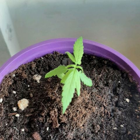 Chalu-day growlog photo: Sin novedad 