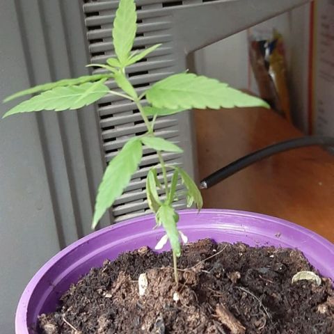 Chalu-day growlog photo: Sin novedad 