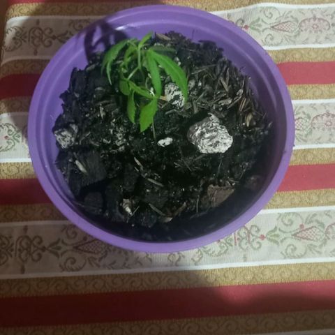 Chalu-day growlog photo: Sin novedad 