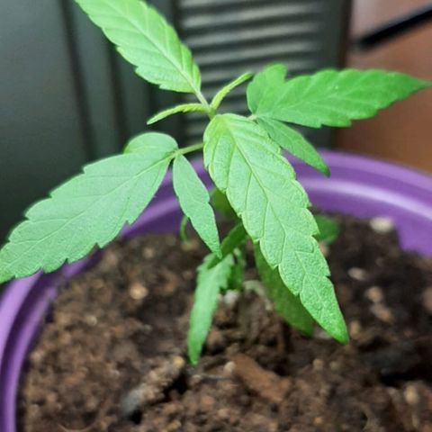 Chalu-day growlog photo: Sin novedad 