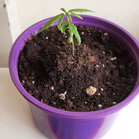 Chalu-day growlog photo: Sin novedad 