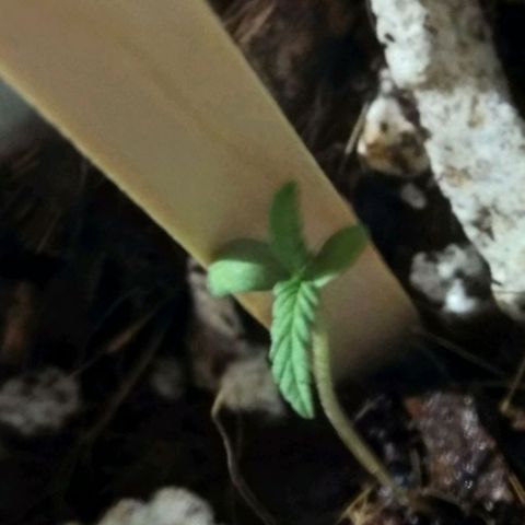 Chalu-day growlog photo: Sin novedad 