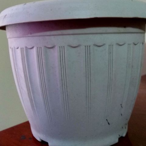 Chalu-day growlog photo: Cambio de maceta debido a la necesidad de espacio 