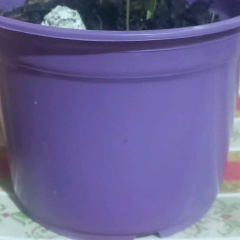 Chalu-day growlog photo: Cambio de maceta debido a la necesidad de espacio 