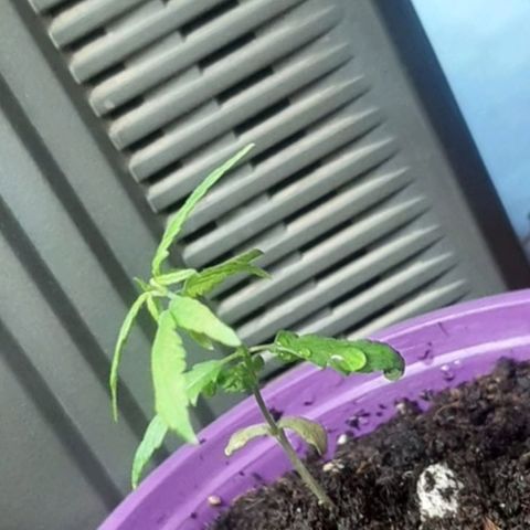 Chalu-day growlog photo: Sin novedad 